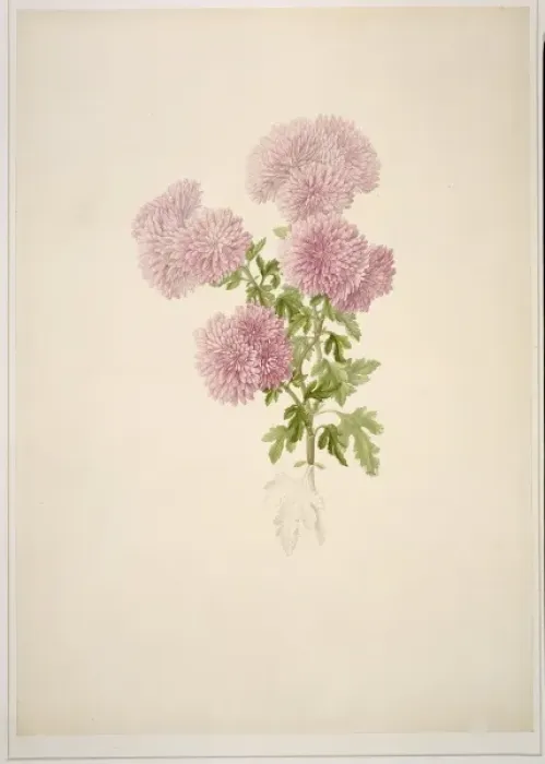 Framed Print : Chrysanthemum sp. chrysanthemum Framed Print : Chrysanthemum sp. chrysanthemum