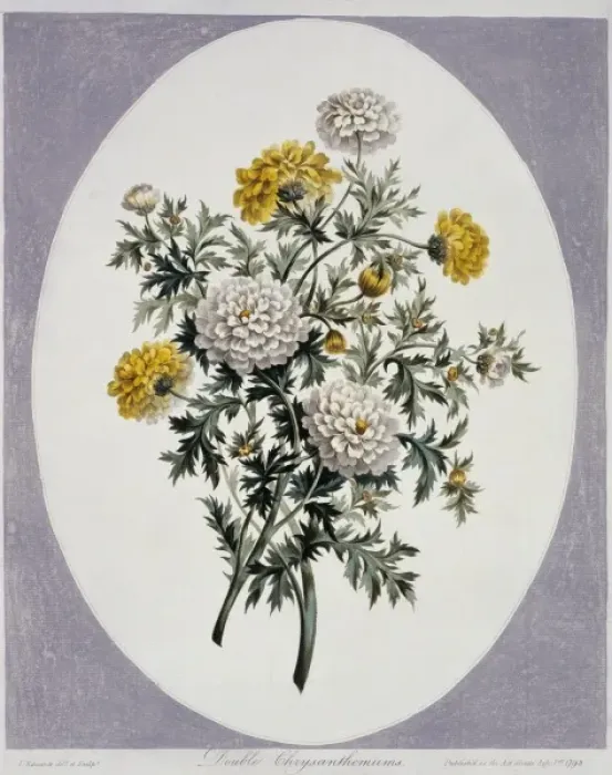Framed Print : Chrysanthemum sp. chrysanthemums Framed Print : Chrysanthemum sp. chrysanthemums