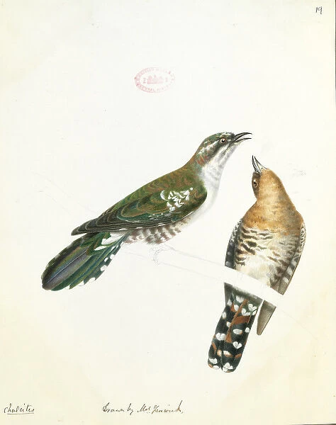 Chrysococcyx caprius, diederik cuckoo