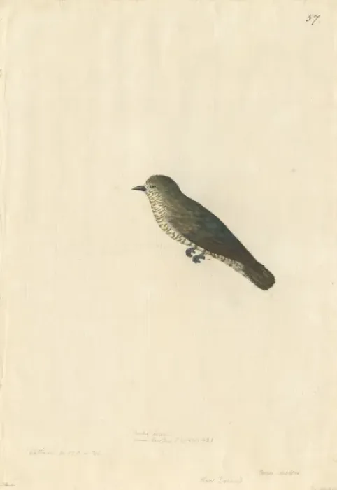 Framed Print : Chrysococcyx lucidus, shining bronze cuckoo Framed Print : Chrysococcyx lucidus, shining bronze cuckoo