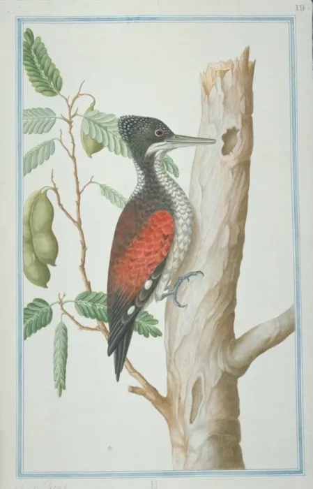 Framed Print : Chrysocolaptes lucidus, greater flame-backed woodpecker Framed Print : Chrysocolaptes lucidus, greater flame-backed woodpecker
