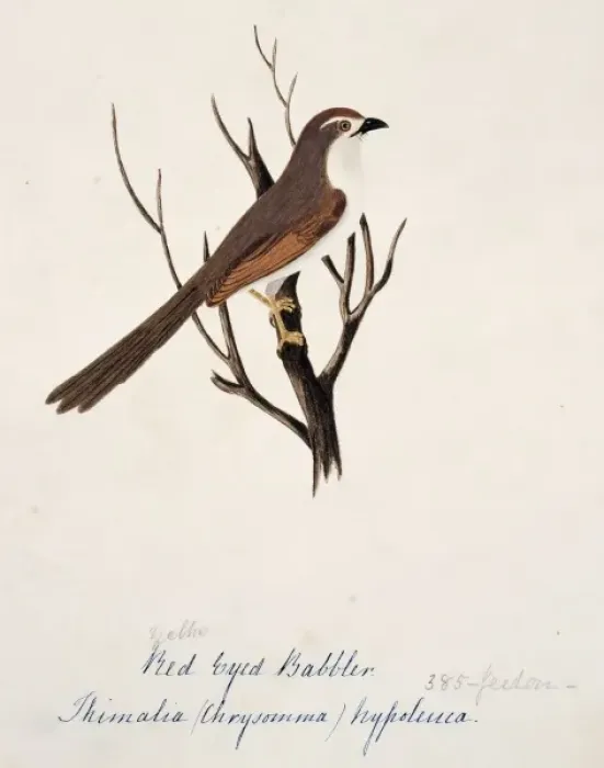 Framed Print : Chrysomma sinense, yellow-eyed babbler Framed Print : Chrysomma sinense, yellow-eyed babbler