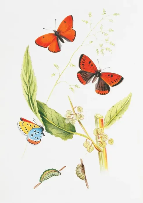Framed Print : Chrysophanus dispar, large copper Framed Print : Chrysophanus dispar, large copper