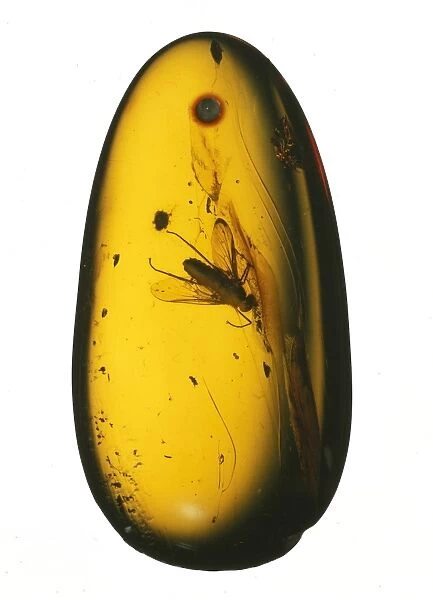 Chrysopilus sp. fossil fly in amber