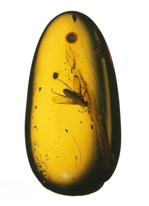 Framed Print : Chrysopilus sp. fossil fly in amber Framed Print : Chrysopilus sp. fossil fly in amber