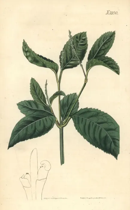 Framed Print : Chu-lan or one spiked chloranthus, Chloranthus monostachys Framed Print : Chu-lan or one spiked chloranthus, Chloranthus monostachys