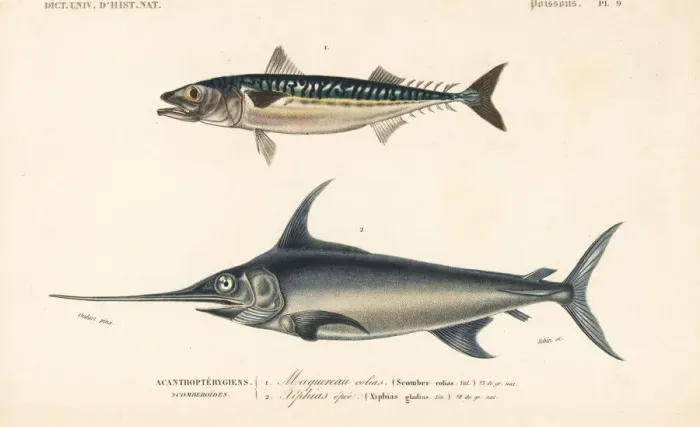 Framed Print : Chub mackerel, Scomber colias, and swordfish Framed Print : Chub mackerel, Scomber colias, and swordfish