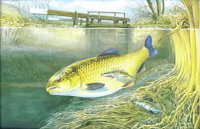 Framed Print : Chub and Stickleback Framed Print : Chub and Stickleback