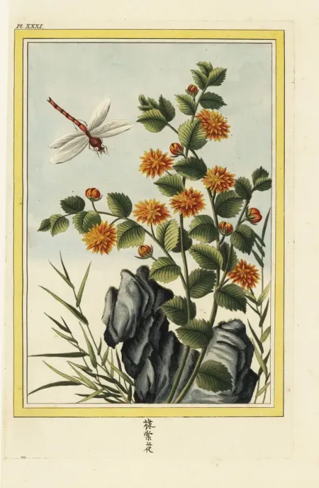 Framed Print : Chyrsanthemum indicum Framed Print : Chyrsanthemum indicum