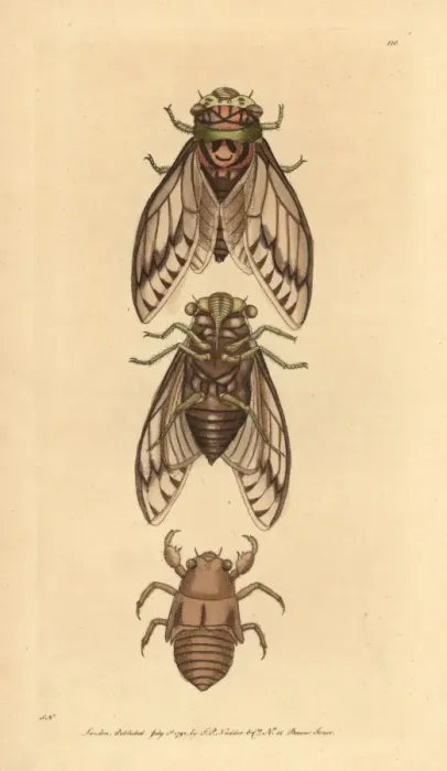 Framed Print : Cicada, Lyristes plebejus Framed Print : Cicada, Lyristes plebejus