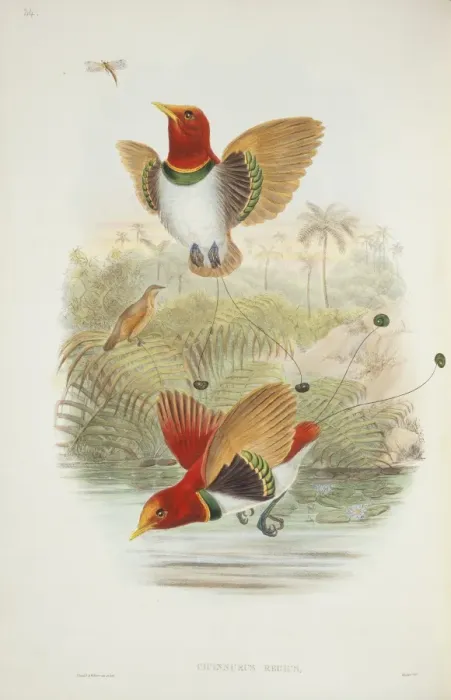 Framed Print : Cicinnurus regius, king bird-of-paradise Framed Print : Cicinnurus regius, king bird-of-paradise