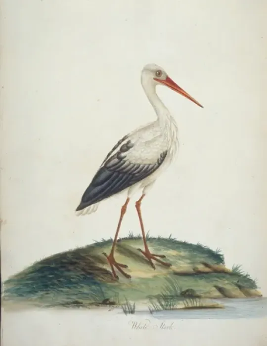 Framed Print : Ciconia ciconia, European white stork
