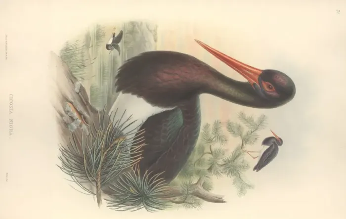 Framed Print : Ciconia nigra, black stork