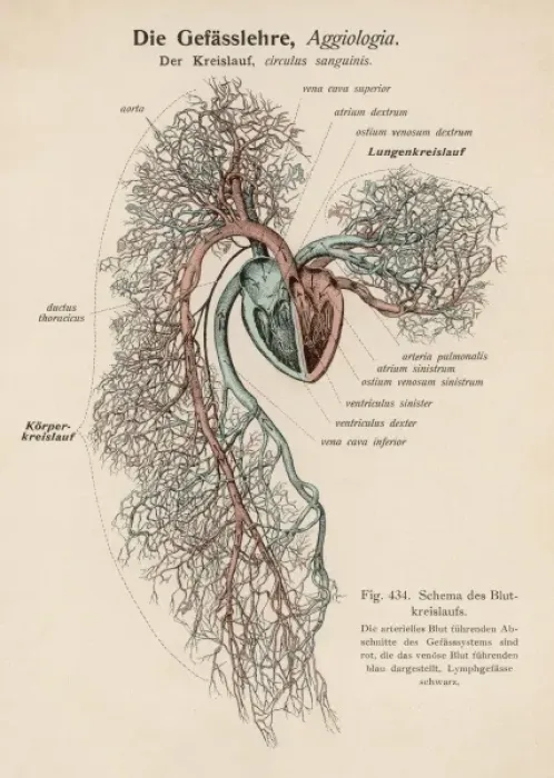 Framed Print : Ciculation of Blood / C19 Framed Print : Ciculation of Blood / C19
