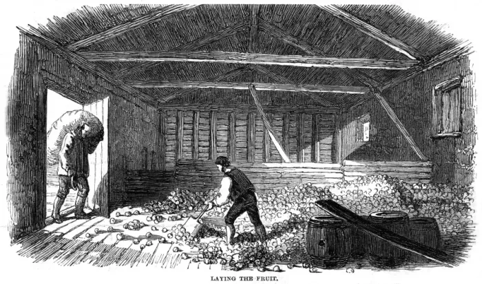 Framed Print : Cider Making, 1850 Framed Print : Cider Making, 1850