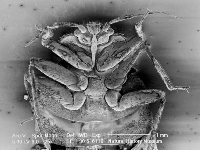 Framed Print : Cimex lectularius, bed bug Framed Print : Cimex lectularius, bed bug