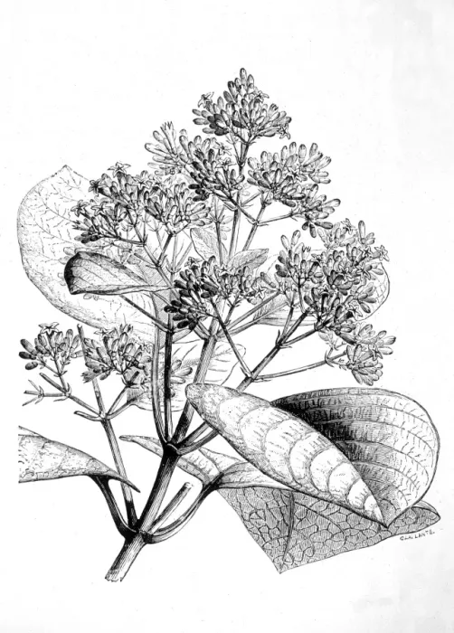 Framed Print : Cinchona Plant Framed Print : Cinchona Plant