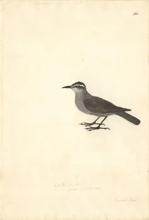 Framed Print : Cinclodes patagonicus, dark-bellied cinclodes Framed Print : Cinclodes patagonicus, dark-bellied cinclodes
