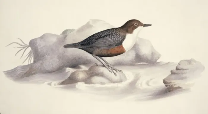 Framed Print : Cinclus cinclus, white-throated dipper Framed Print : Cinclus cinclus, white-throated dipper