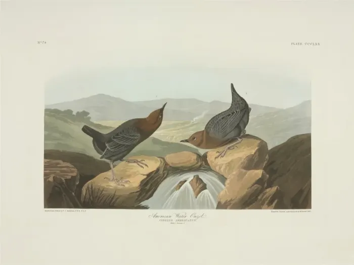 Framed Print : Cinclus mexicanus, American dipper Framed Print : Cinclus mexicanus, American dipper