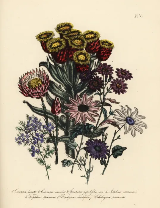 Framed Print : Cineraria, astelma and swan daisy species Framed Print : Cineraria, astelma and swan daisy species