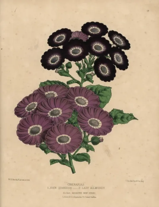 Framed Print : Cineraria hybrids: Purple Lady Kilmorey variety Framed Print : Cineraria hybrids: Purple Lady Kilmorey variety
