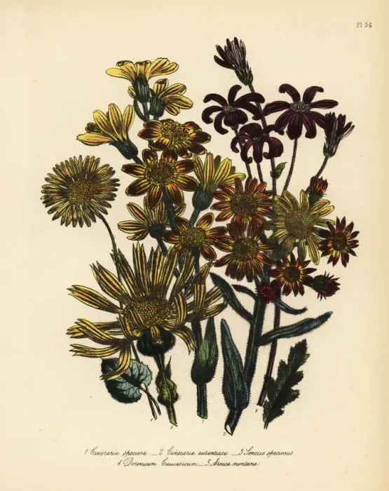 Framed Print : Cineraria, Senecio and Arnica species Framed Print : Cineraria, Senecio and Arnica species