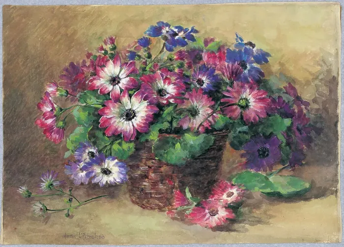 Framed Print : Cinerarias Framed Print : Cinerarias