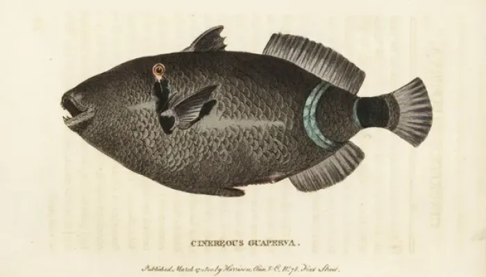 Framed Print : Cinereous guaperva, Chaetodon species Framed Print : Cinereous guaperva, Chaetodon species