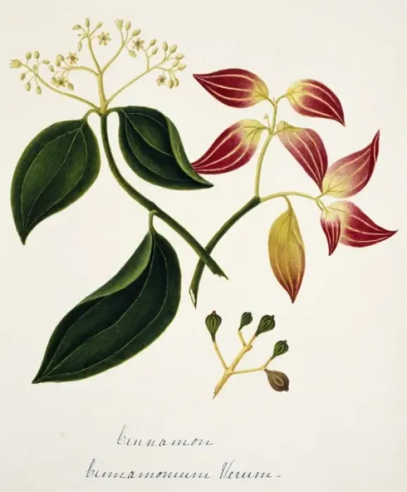 Framed Print : Cinnamomun verum, cinnamon Framed Print : Cinnamomun verum, cinnamon