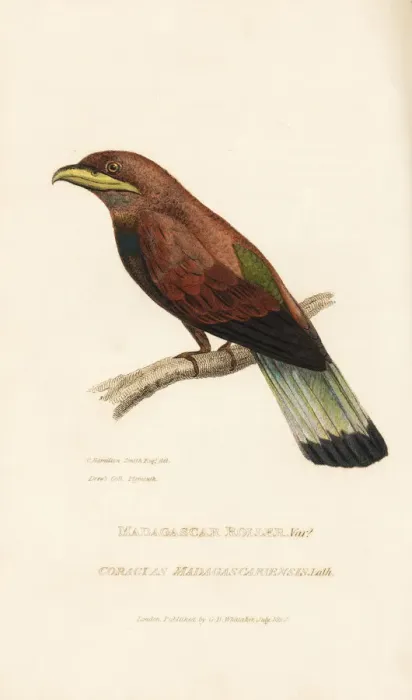 Framed Print : Cinnamon or broad-billed roller, Eurystomus Framed Print : Cinnamon or broad-billed roller, Eurystomus