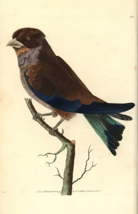 Framed Print : Cinnamon or broad-billed roller, Eurystomus glaucurus Framed Print : Cinnamon or broad-billed roller, Eurystomus glaucurus