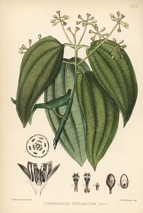 Framed Print : Cinnamon, Cinnamomum verum Framed Print : Cinnamon, Cinnamomum verum