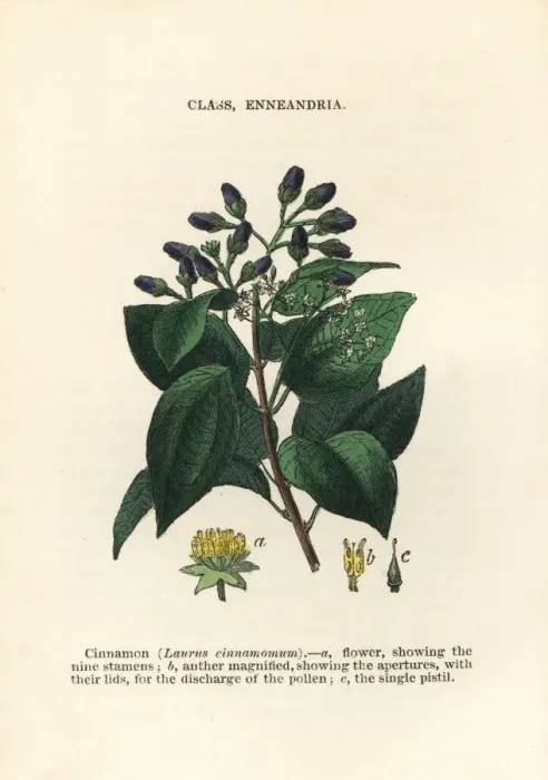 Framed Print : Cinnamon, Cinnamomum verum Framed Print : Cinnamon, Cinnamomum verum