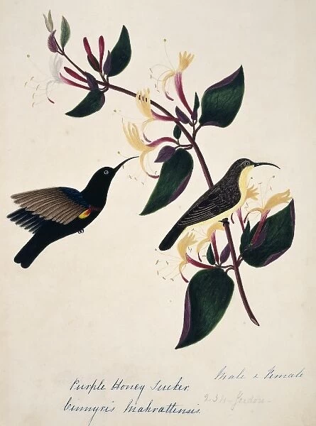 Cinnyris asiatica, purple sunbird