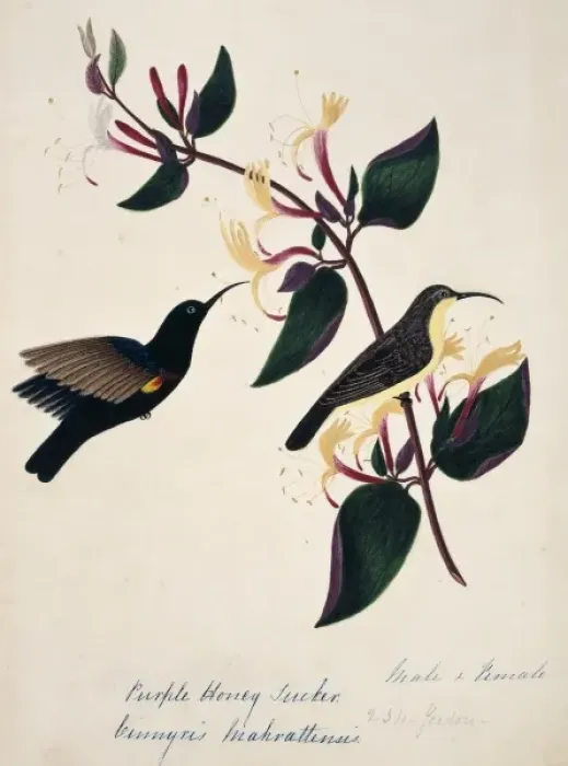 Framed Print : Cinnyris asiatica, purple sunbird Framed Print : Cinnyris asiatica, purple sunbird