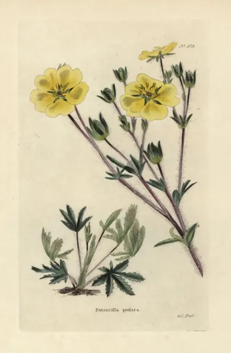 Framed Print : Cinquefoil, Potentilla pedata Framed Print : Cinquefoil, Potentilla pedata