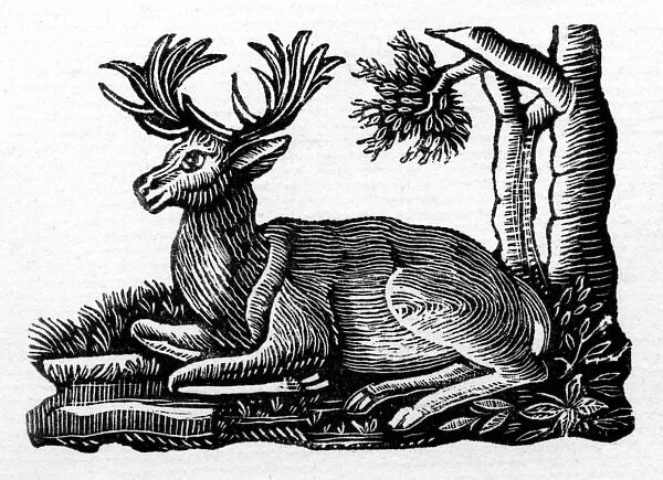 Deer. Woodcut of a deer in repose. Date: circa 1830