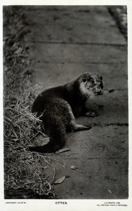 Framed Print : Otter. Date: circa 1910s Framed Print : Otter. Date: circa 1910s