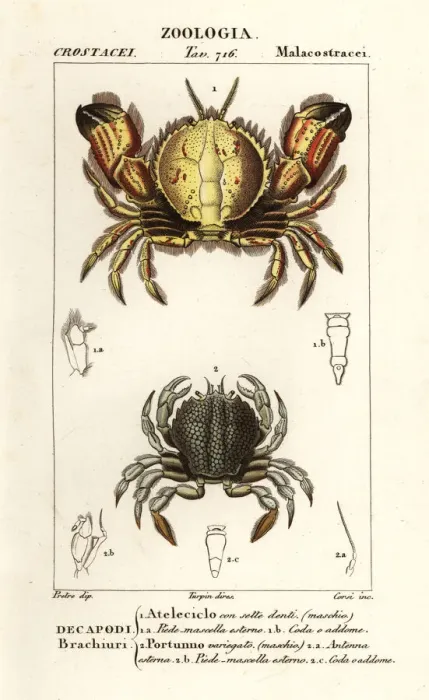 Framed Print : Circular crab and swimming crab Framed Print : Circular crab and swimming crab