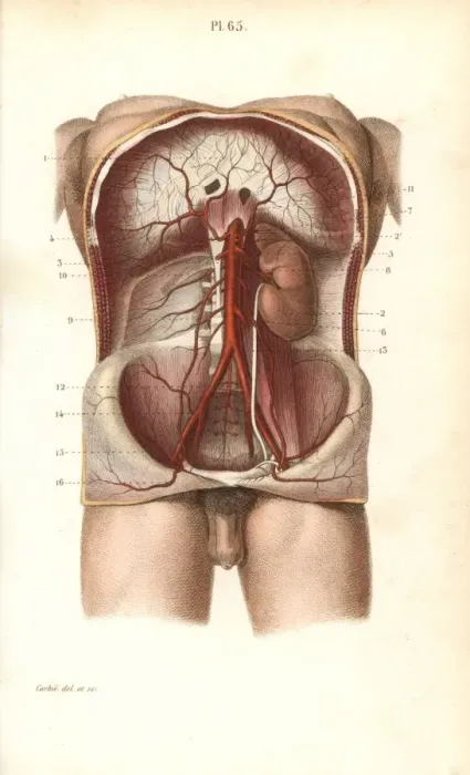Framed Print : Circulatory system to the abdomen Framed Print : Circulatory system to the abdomen