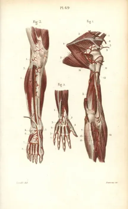 Framed Print : Circulatory system to the arm and hand Framed Print : Circulatory system to the arm and hand