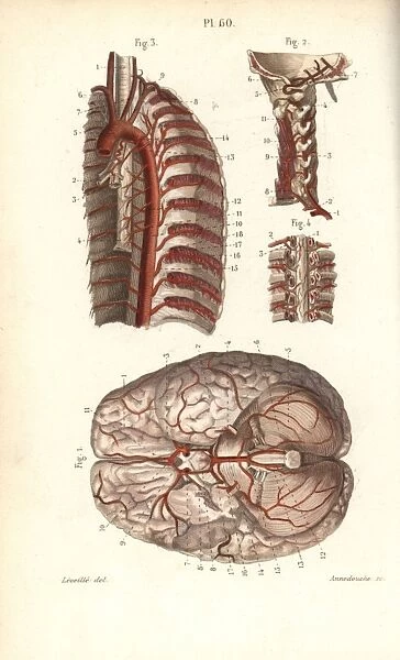 Circulatory system to the brain and spine