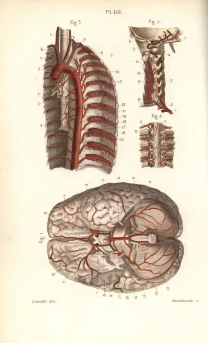 Framed Print : Circulatory system to the brain and spine Framed Print : Circulatory system to the brain and spine