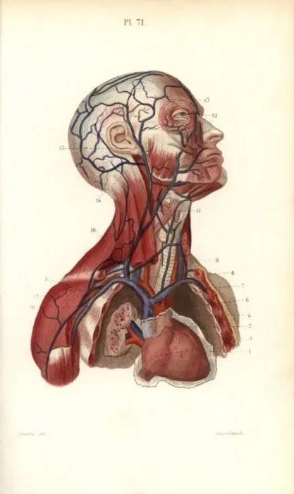 Framed Print : Circulatory system to the head and torso Framed Print : Circulatory system to the head and torso