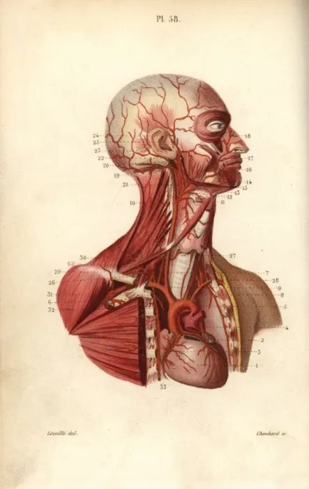Framed Print : Circulatory system from heart to head Framed Print : Circulatory system from heart to head