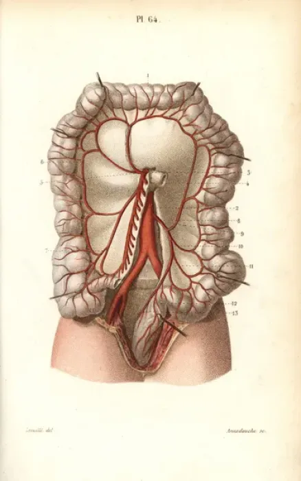 Framed Print : Circulatory system to the intestines Framed Print : Circulatory system to the intestines