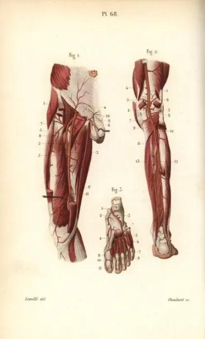 Framed Print : Circulatory system to the leg and foot Framed Print : Circulatory system to the leg and foot
