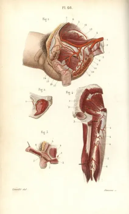 Framed Print : Circulatory system to the pelvis and arm Framed Print : Circulatory system to the pelvis and arm