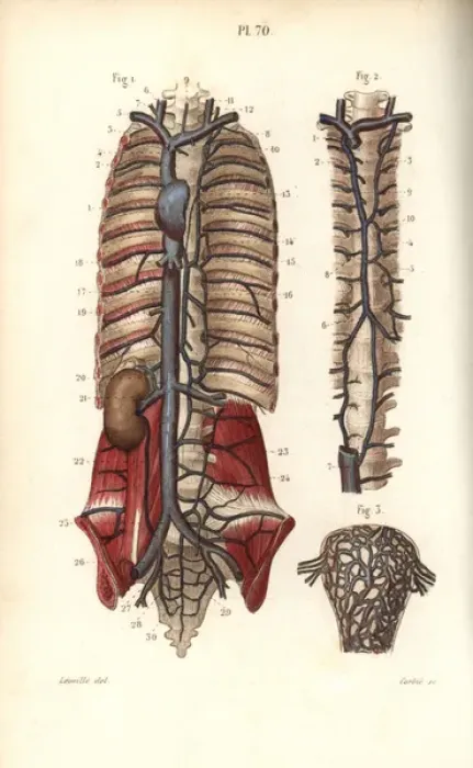 Framed Print : Circulatory system to the spine and uterus Framed Print : Circulatory system to the spine and uterus